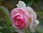 Pink Rose