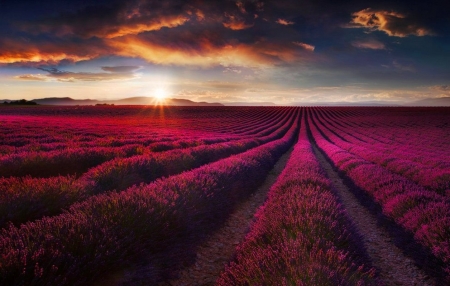 ♥ - field, nature, pink, sky