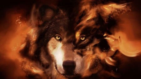 Wolf Drama - lobo, flames, hot, dramatic, loup, fire, wolves, wolf, wild