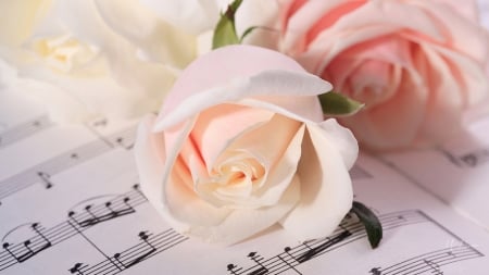 Music of Pink Roses - flowers, roses, music, Firefox Persona theme, romance, song, pink, notes