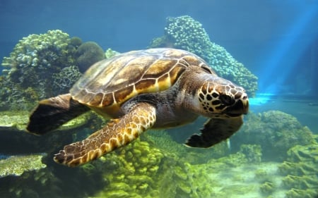 Turtle - animal, nature, turtle, underwater