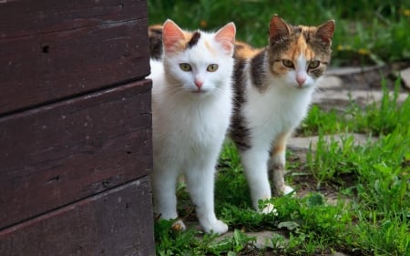 Two Young Cats - cats, nature, animals, two