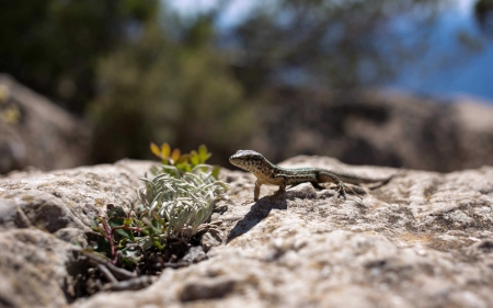 Lizard - lizard, animal, reptile, nature