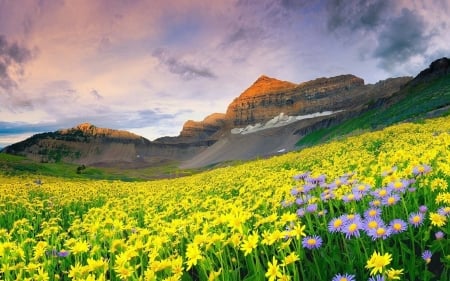 Valley Of Flowers - flowers, nature, spring, valley, mountain, sky