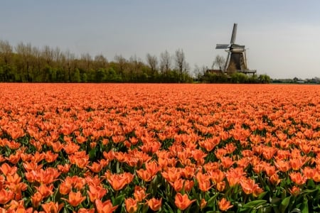 Holland Tulips - flowers, tulips, windmill, holland