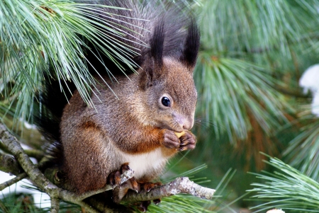 Squirrel - veverita, squirrel, animal, green, cute