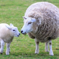 Ewe And Lamb