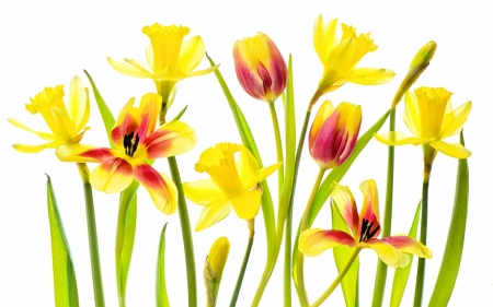 Tulips - yellow, red, tulip, flower, spring