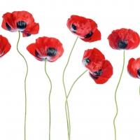 Poppies