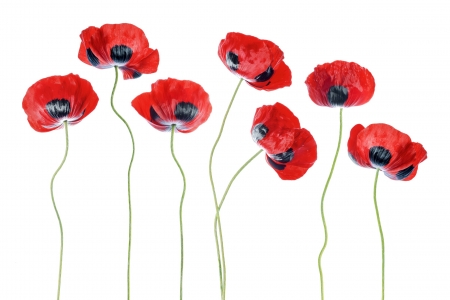 Poppies - poppy, white, flower, red