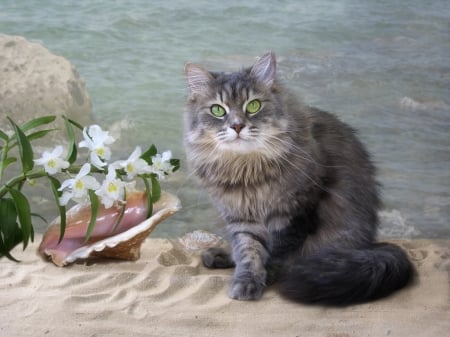 :) - water, summer, sea, orchid, flower, cat, pisica, vara, daykiney