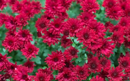 Flowers - carpet, green, texture, flower, pink