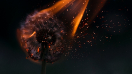 Dandelion on fire - black, fantasy, fire, dandelion, orange, creative