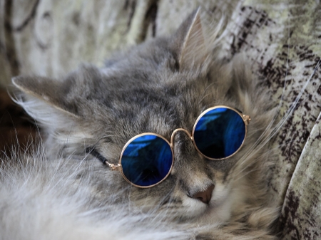 :) - pisica, summer, vara, cat, sunglasses, daykiney