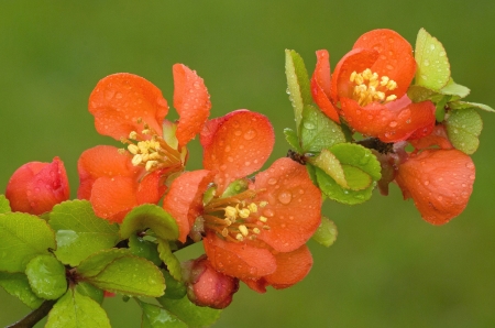 Quince - orange, green, spring, quince, flower