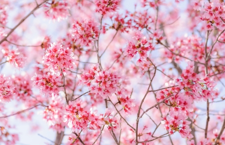 Spring - white and pink, sakura, flower, spring