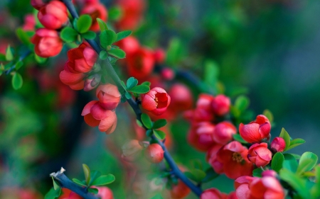 Branch of a quince - branch, red, green, spring, flower, quince