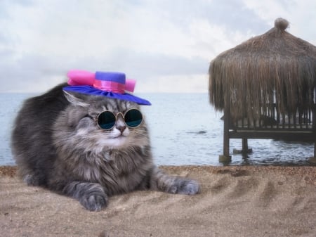 :) - beach, vara, hat, cat, water, summer, sunglasses, pisica, daykiney, pink, holiday, sea