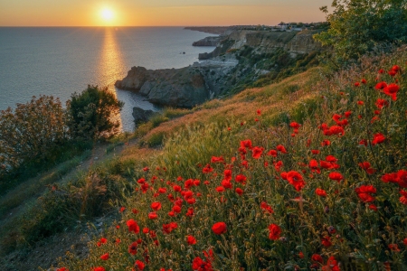 Spring Sunset - sun, flowers, sea, poppies, coast, rocks