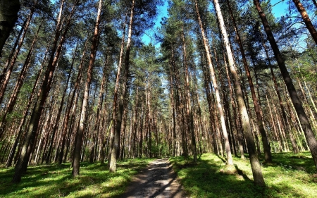 Forest - path, trees, forest, nature