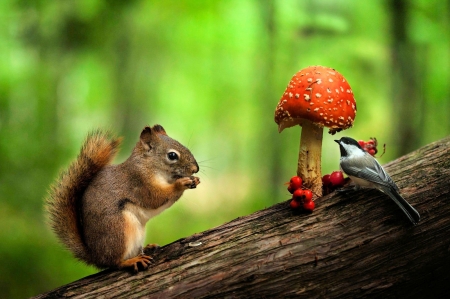 Squirrel and Friend - fly mushroom, funny, tree, berries, cute, bird, chickadee