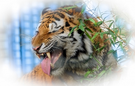 Tiger Profile - mouth, head, artwork, eyes, teeth, bamboo