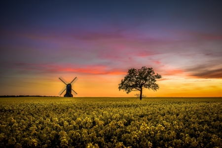 Sunset Tranquility - fields, sky, landscape, clouds, windmill, tree, colors