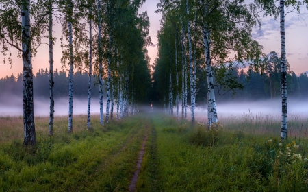 Mist - nature, fog, fields, mist