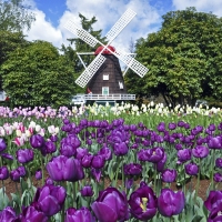 Purple And White Tulips