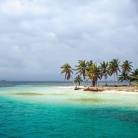 Palm Trees on the Shore