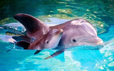 Cute Baby Dolphin With Mother - Cute, Water, Dolphin, Mother, Baby