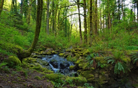 forest - fun, river, trees, nature, forest, cool