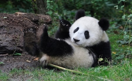 Panda cub - white, cub, bear, cute, black, baby, panda