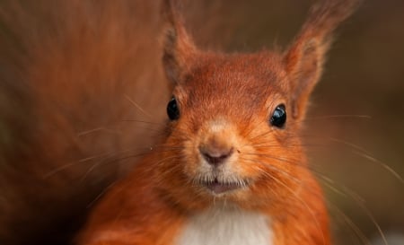 Squirrel - face, red, animal, squirrel, cute, veverita