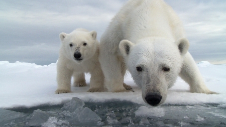 Polar bears - white, cub, animal, winter, mother, polar bear