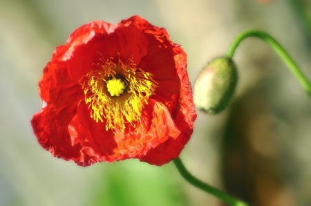 Poppy - poppy, yellow, summer, red, flower