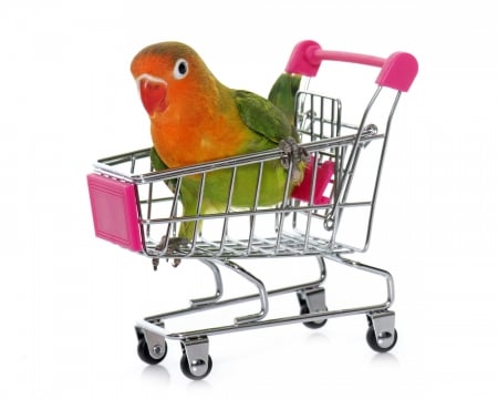 :D - papagal, funny, bird, pasare, white, pink, parrot, orange, green, shopping, cute