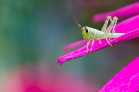 Grassgopper - pink, insect, green, grasshopper, flower