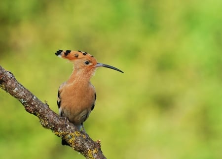 Hoopoe - bird, pupaza, green, pasare, hoopoe, orange