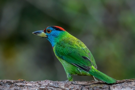 Bird - brotastic, bird, blue, green, pasare