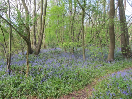 Blue Carpet - countryside, forests woodlands, meopham, bluebells, nature