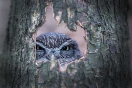 Owl - pasare, bird, eye, owl, bufnita