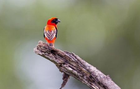 Bird - orange, cute, bird, pasare