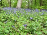 Bluebells of Spring