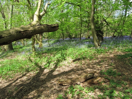 Forest Shadows - woodland, rural, forests, meopham, uk, bluebells, countryside