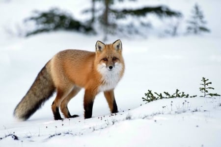 Red Fox in Winter - snow, winter, animals, fox