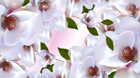 Springs First Sakura Blossoms - flowers, Firefox Persona theme, blooms, blossoms, sakura, floral, pink