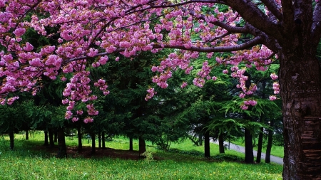 rufio - piano, colour, melody, park, spring, flower