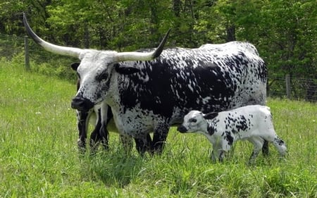 Texas Long Horn Cows - horn, cows, baby, mother, texas, long