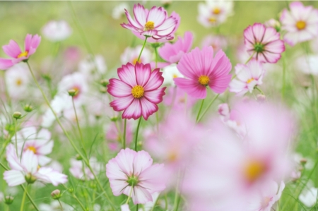 â™¥ - nature, flower, photography, soft